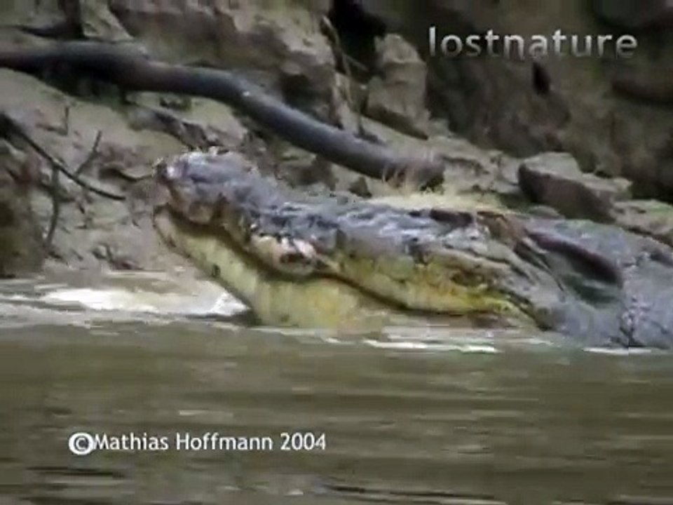 Leistenkrokodil frisst Wildschwein im Kinabatangan-Fluss auf Borneo, saltwater crocodile eats pig
