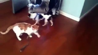 Bossy Cat Drags Dog   Funny Videos