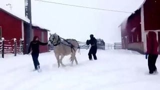 Horse Skiing   Funny Videos at Videobash