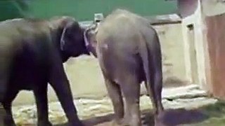 A Short Film Of Two elephants Playing a Funny Game