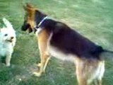 WEST HIGHLAND TERRIER VS GERMAN SHEPARD DOG....FIGHTING