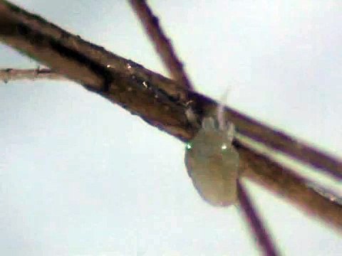 morgellons parasite replicates mite