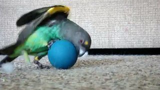 meyers parrot ball attack - Clear