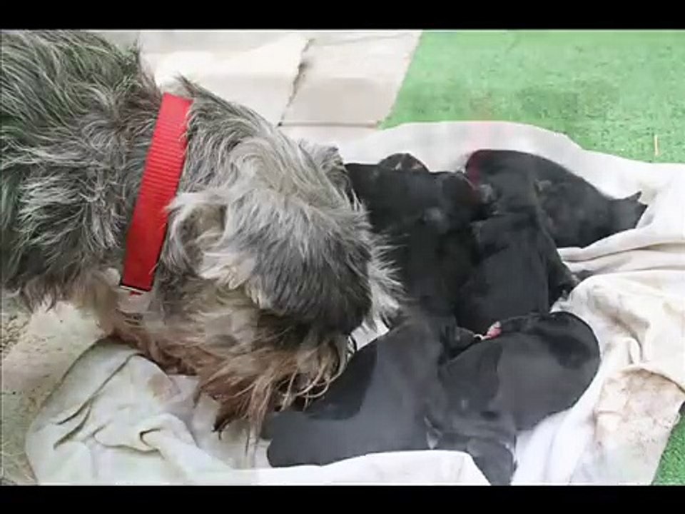 Cachorros Schnauzer recien nacidos