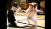 Funny Cats Videos Compilation Funny jokes Compilation Funny cats and dogs 2015