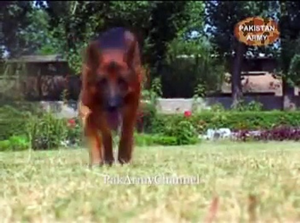 ISPR Documentary - K9ERS (Military Working Dogs) - Part 1