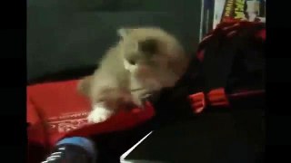 Funny cats   Funny cats videos 2014   Funny Cats Compilation   Funny Animal Videos   funny video