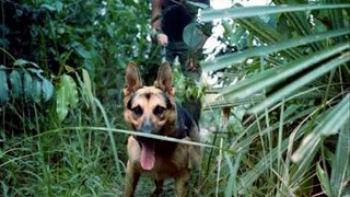 Vietnam War Dogs
