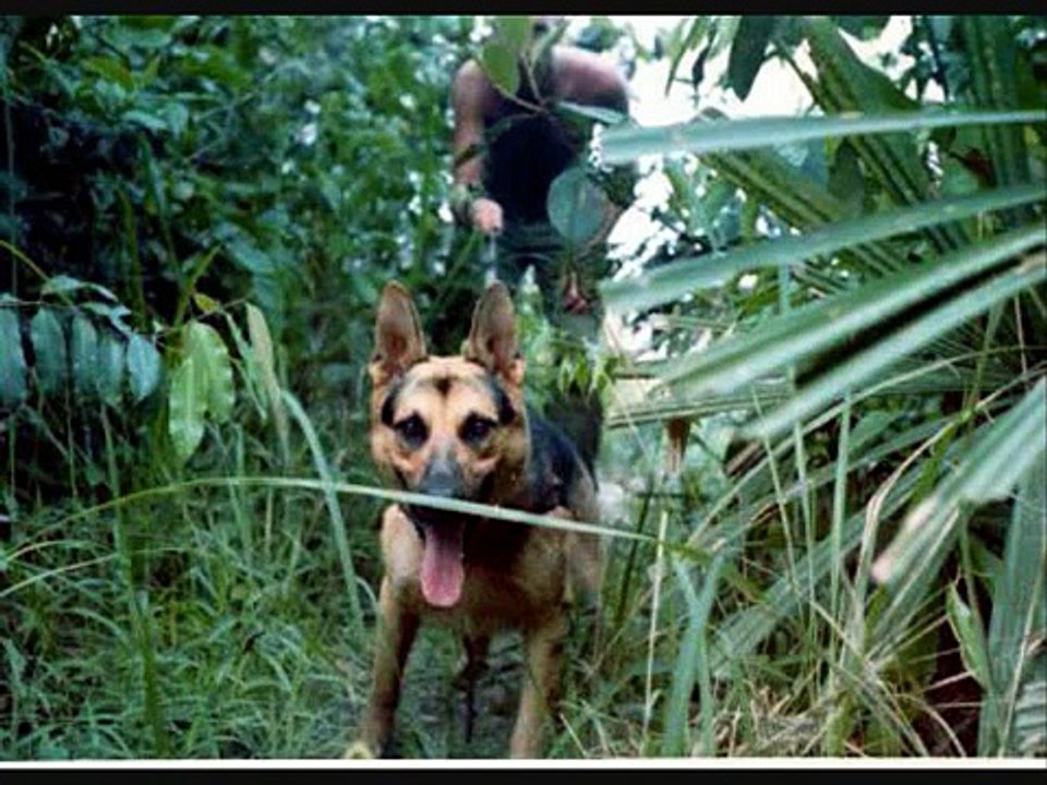 Vietnam War Dogs