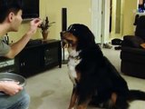 Kodo - Smarter than your average bear - Bernese Mountain Dog tricks - Part 2
