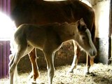 Newborn 12 hours old wobbly foal is discovering the world and looking for milk