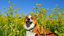 (4K Resolution Photo) March 2010 Goro@Welsh corgi [4096 x 2304]