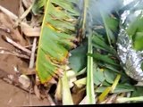 Imu Maui, Hawaiian style of cooking laulau. Po'ohala makahiki hala event.