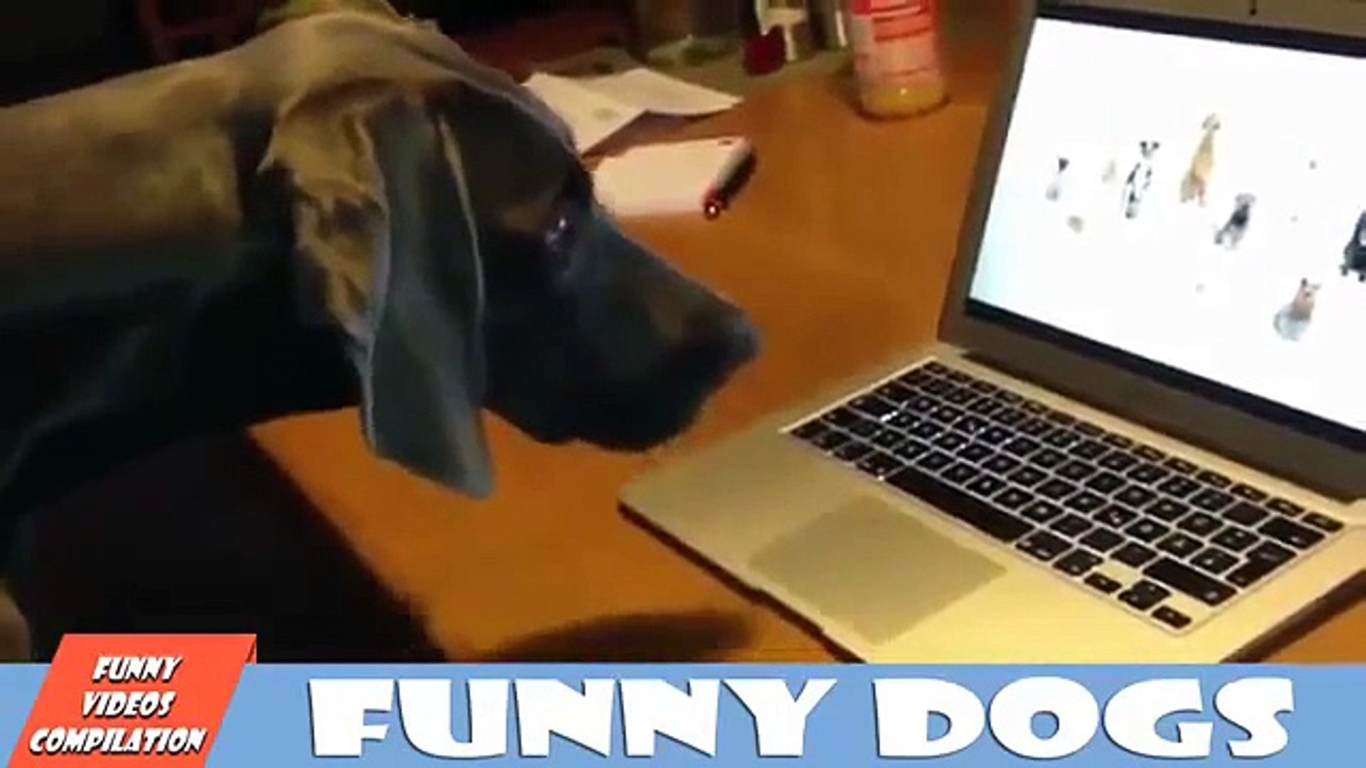 Funny Dogs | Funny Dog videos Compilation # 01 | Funny Dog videos 2015