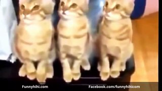 FUNNY CATS Funny cats and dogs Funny dog videos Funny cat compilation 2015