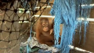 Green - The film - An Orangutan's journey - part 2/4