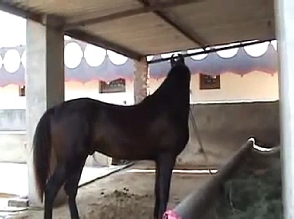 marwari horse