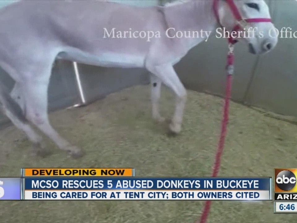 Donkeys rescued in Buckeye