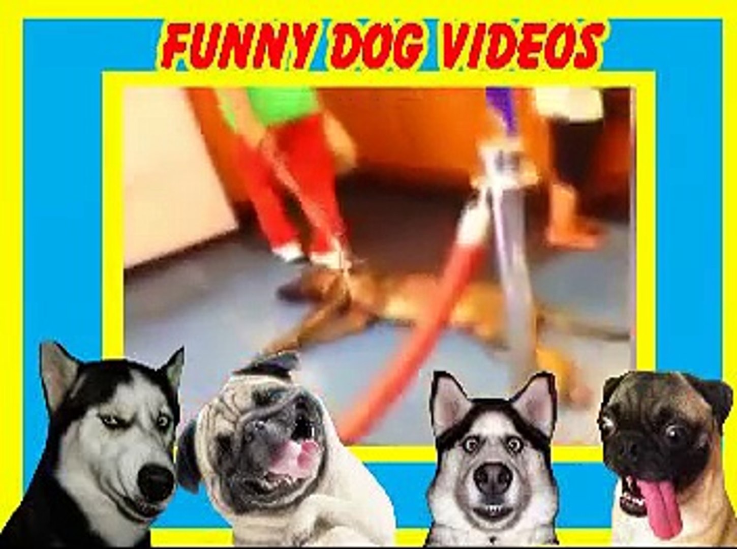 funny dog videos - cute dog videos - dog videos - funny videos of dogs