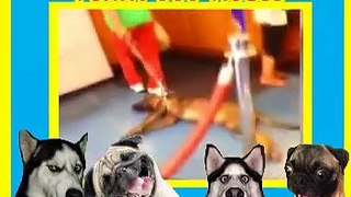 funny dog videos - cute dog videos - dog videos - funny videos of dogs