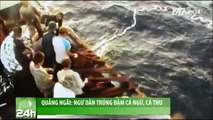 VTC14_Quảng Ngãi: Ngư dân trúng đậm cá ngừ, cá thu