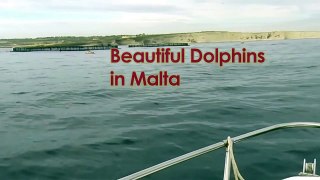 Beautiful Dolphins in Malta