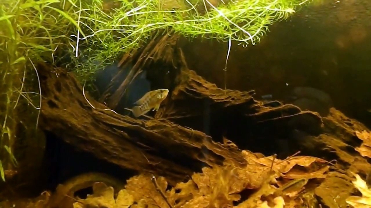 Apistogramma macmasteri 2