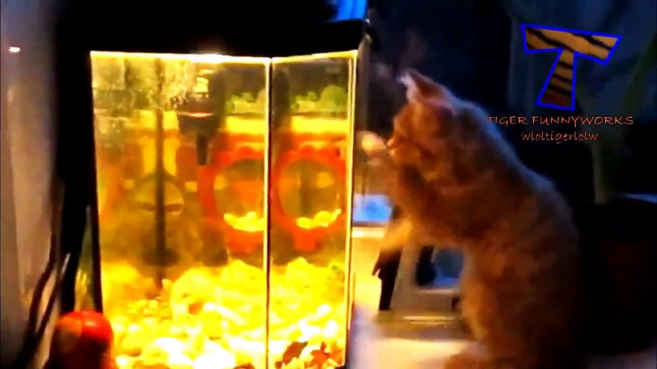 Funny cats vs fish tanks Cute cat compilation
