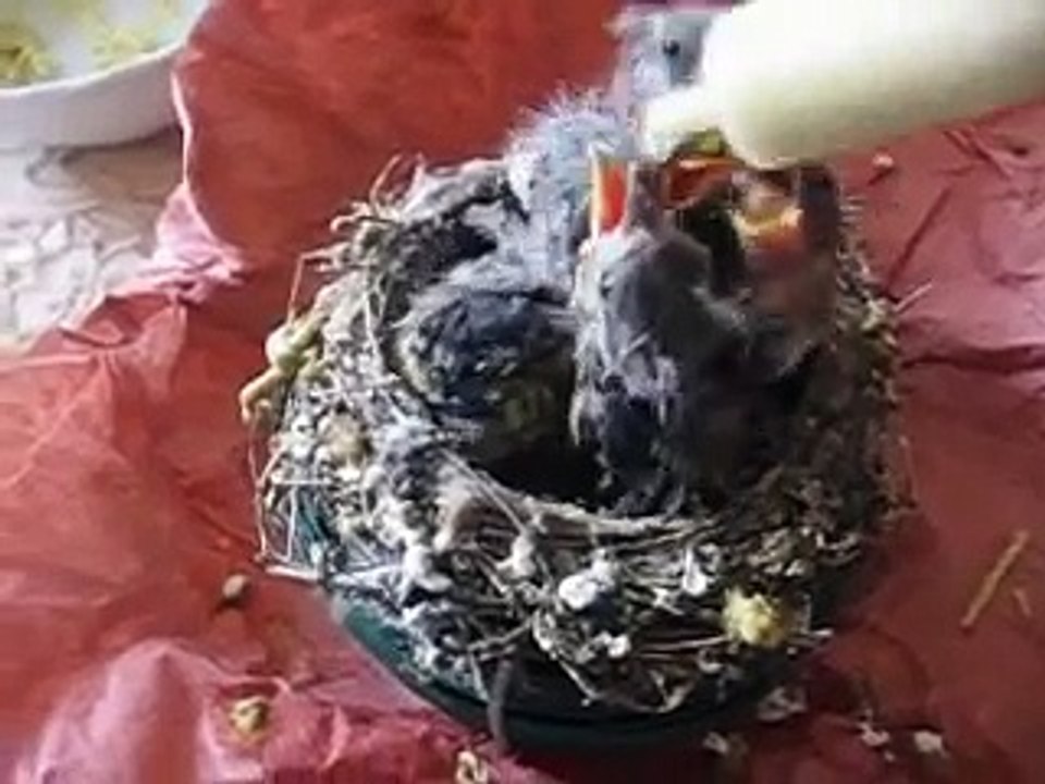 bébé chardonneret né le 27-5-2008