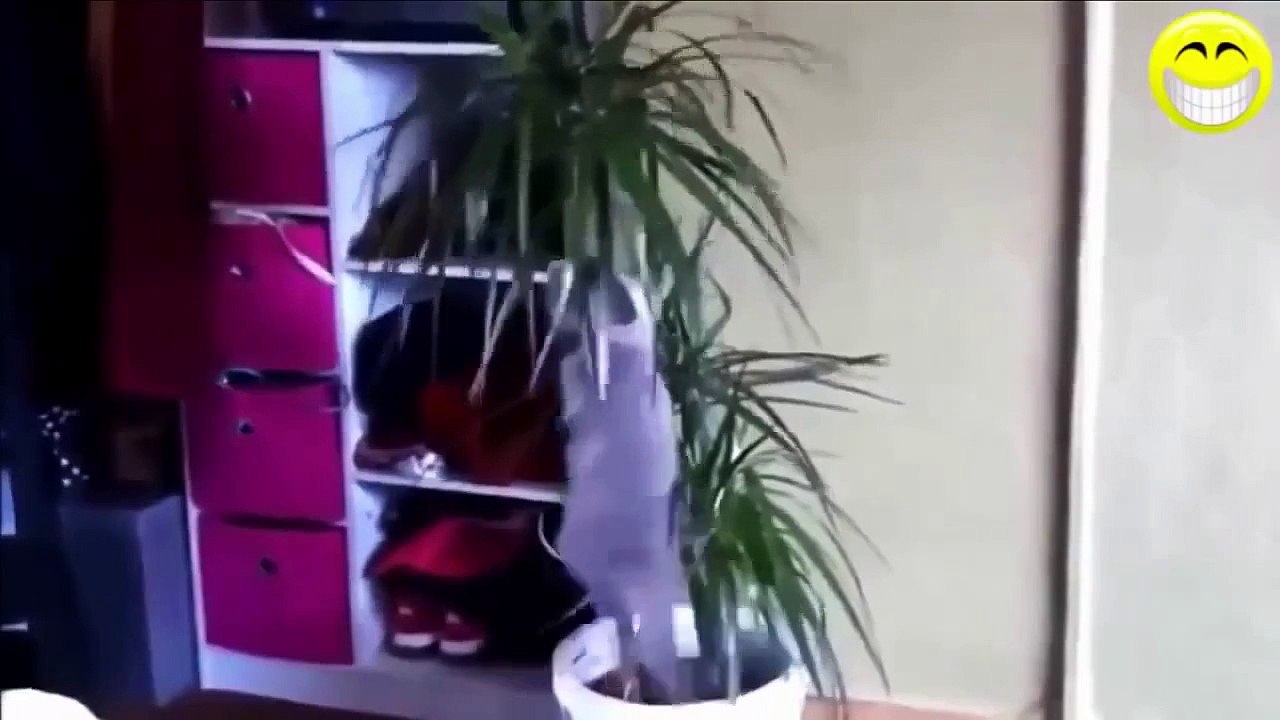 funny cats