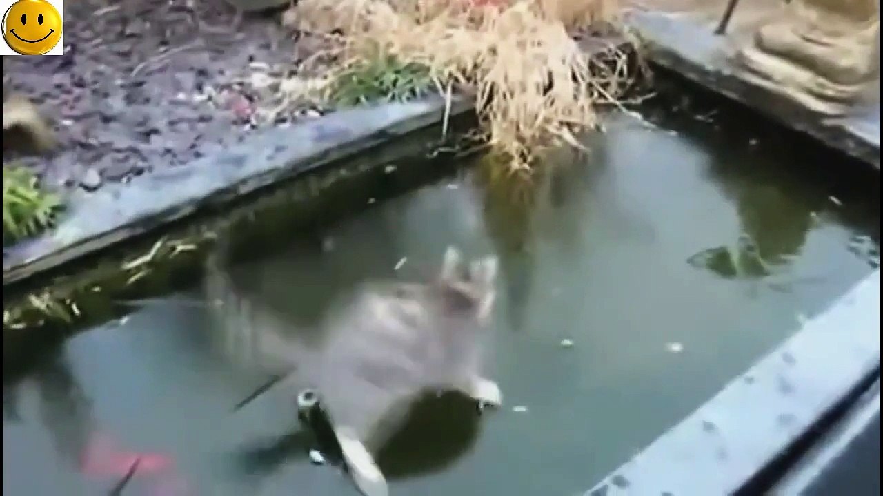 funny cats you should see this