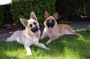 Best Animal Dog German Shepherd and Puppies - Funny Dog Videos