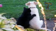 Funny cats massaging and petting dogs   Cute animal compilation
