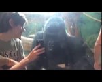 He showed a gorilla photos of other gorillas on his phone  Watch the gorilla's reaction!