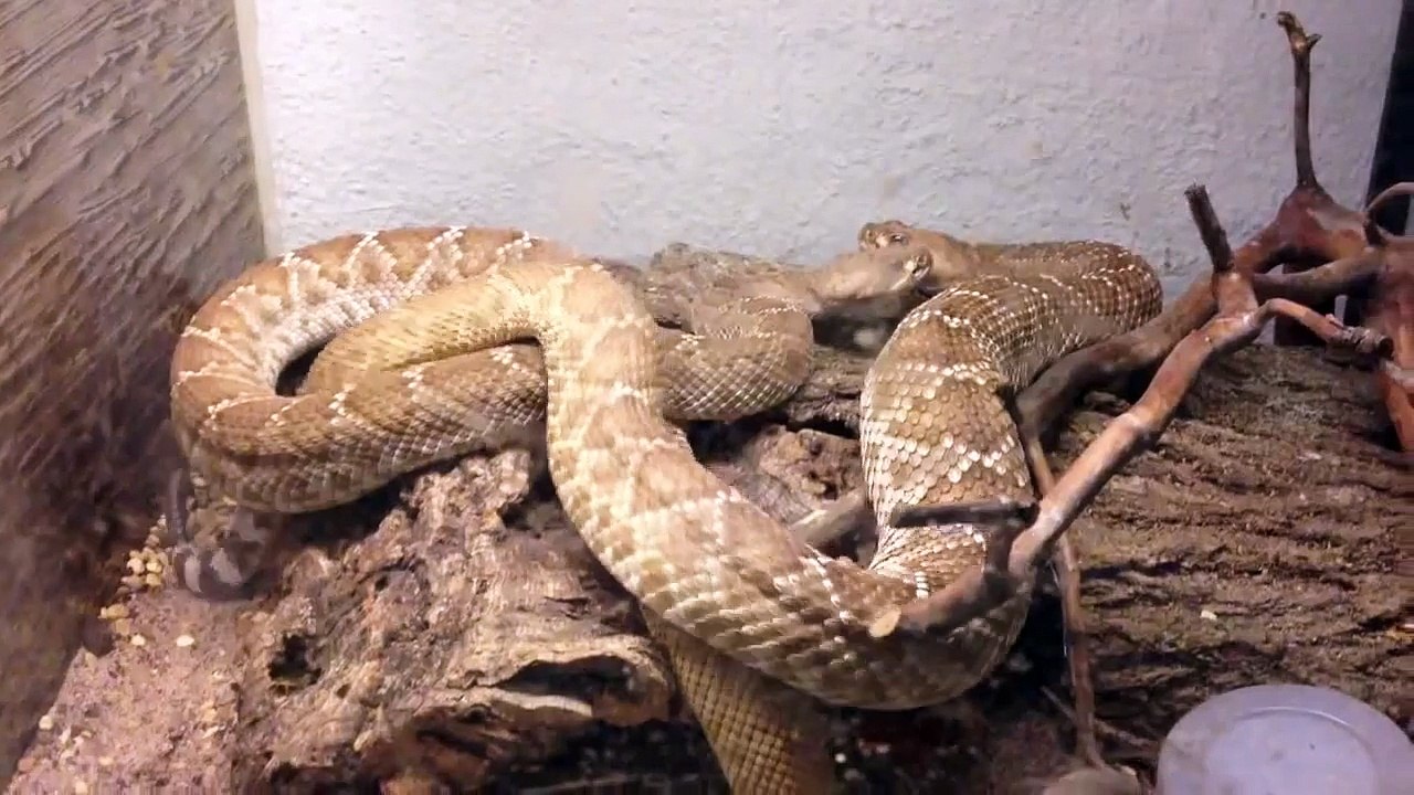 Crotalus ruber courtship.