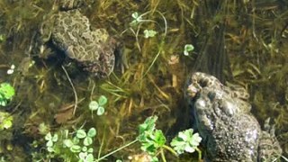 Metamorfosi di un anfibio: dal girino al rospo