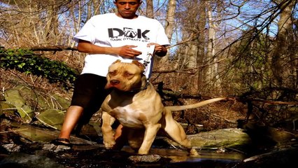 GIANT PITBULL WORLDS LARGEST PUPPY DDK9 GHOSTFACE 198LBS!! 8 MONTHS OLD