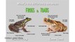 fun facts about frogs