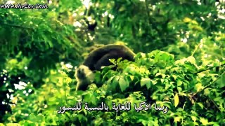 The Monkey Eating Eagle Of The Orinoco  HD - النسور اكلة القرود مترجم