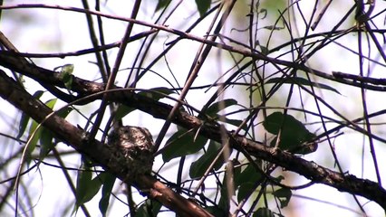 Blue gray Gnatcatcher Nestlings  Vacuum Packed