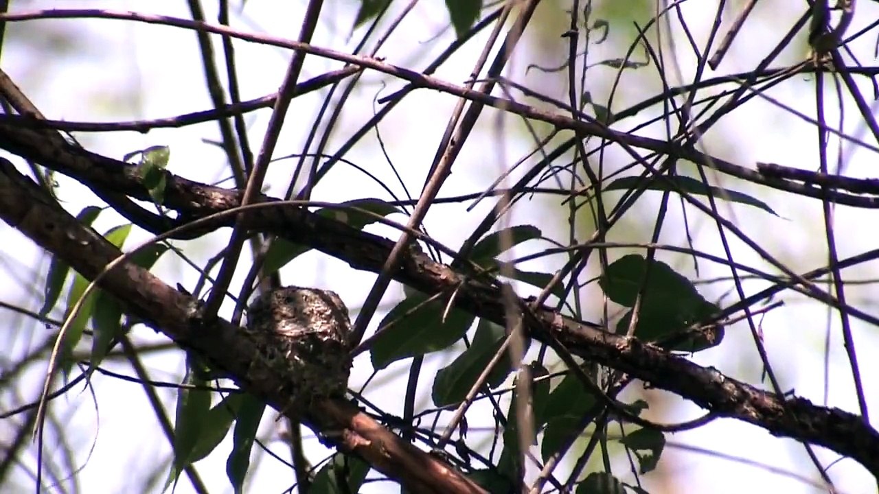 Blue gray Gnatcatcher Nestlings  Vacuum Packed
