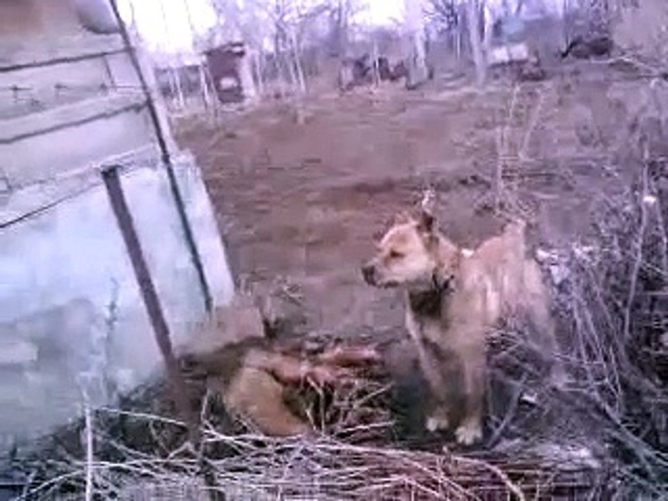 Pitbull qarışıqı