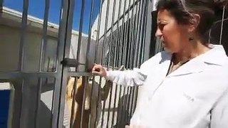 Reportaje sobre la perrera municipal de Madrid.mp4