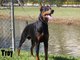 Personal Protection dog, Doberman "Troy" K9 Enforcement Training