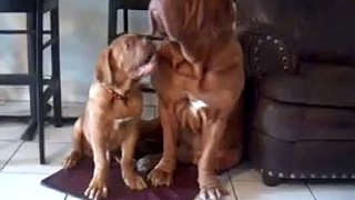 Huge Dogue de Bordeaux @ Stout Bordeaux father and son....