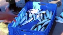 Western Sahara: who benefits from exporting fish and phosphates?