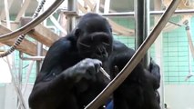 Zoo Stuttgart Wilhelma Gorillas