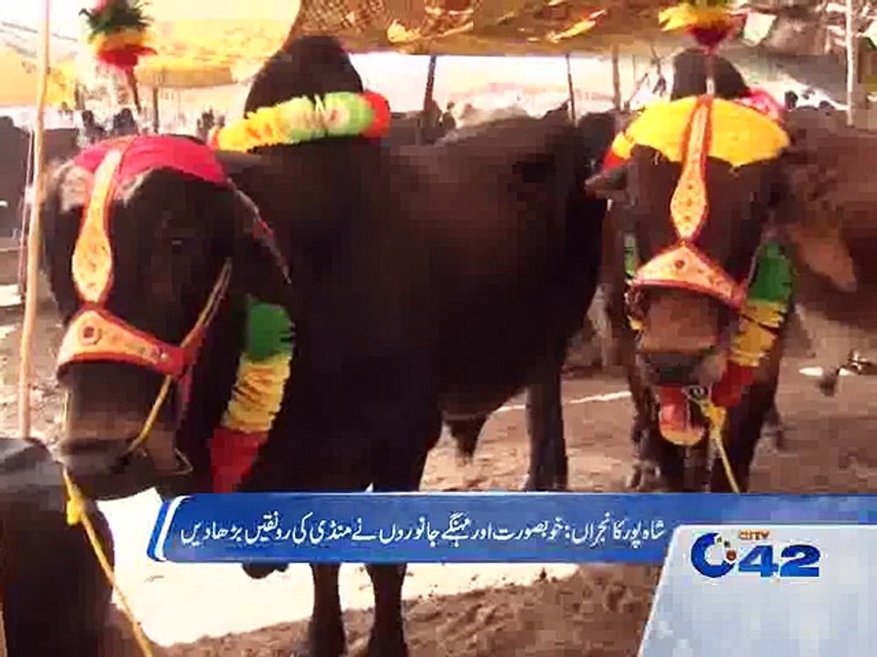 Expensive and beautiful sacrificial animals in cattle markets