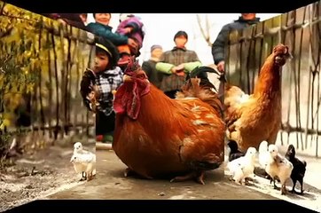 Con gà - bài hát đàn gà trong sân