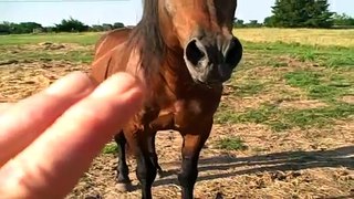 Don't hand feed your horse!